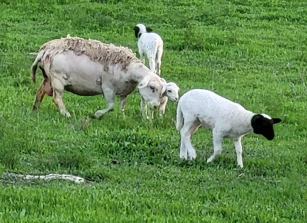 Dorper Sheep in an Urban Field by richyoung