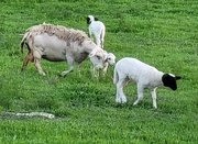 14th Apr 2026 - Dorper Sheep in an Urban Field