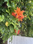 14th Apr 2026 - Cape Honeysuckle