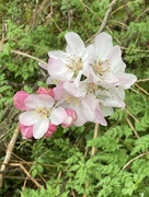 15th Apr 2026 - Apple blossom