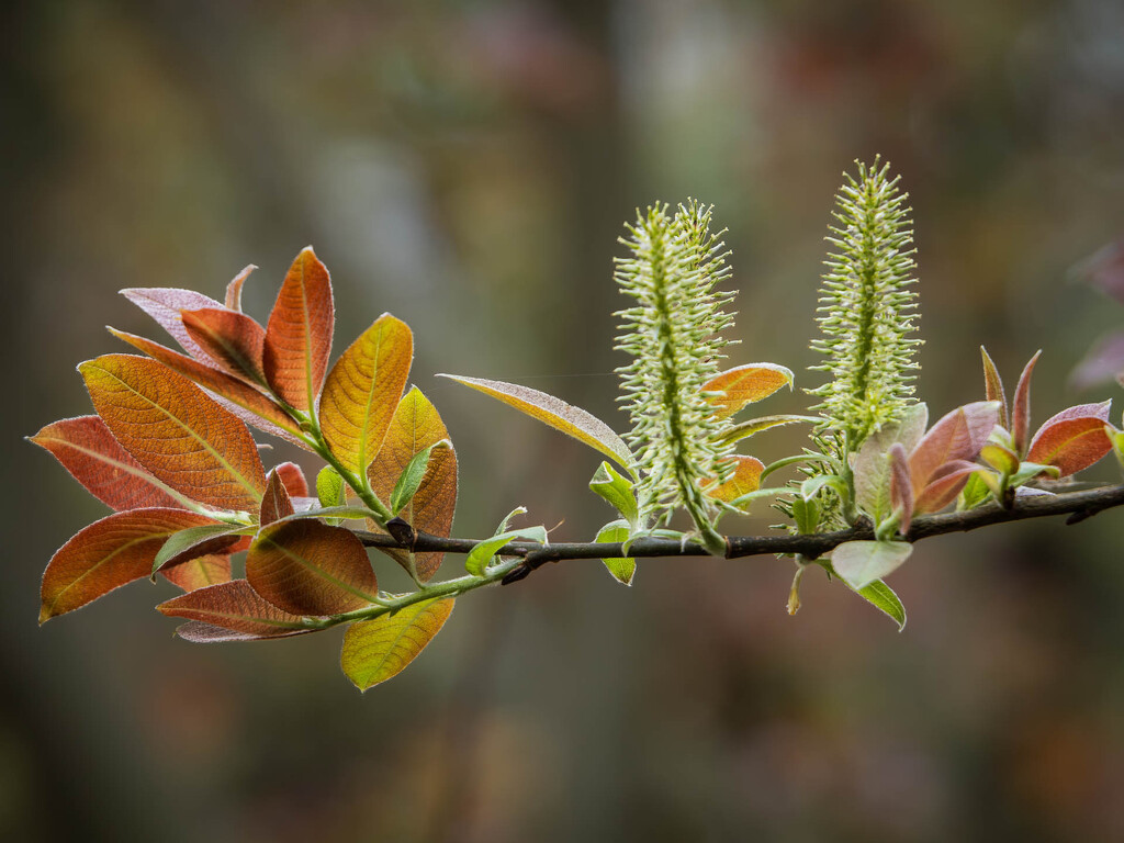 Silesian willow by haskar