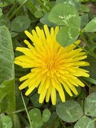 13th Apr 2026 - Just Dandy