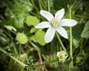14th Apr 2026 - Tiny Bloom