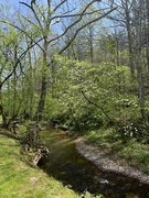 12th Apr 2026 - Spring Along the Creek