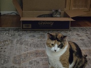 16th Apr 2026 - The battle of the box begins 