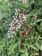 16th Apr 2026 - Nandina 