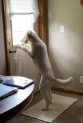 17th Apr 2026 - My granddog Chloe watching a rabbit