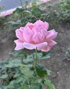 17th Apr 2026 - Dr’s  Office Rose