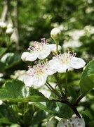 17th Apr 2026 - Such delicate blossom