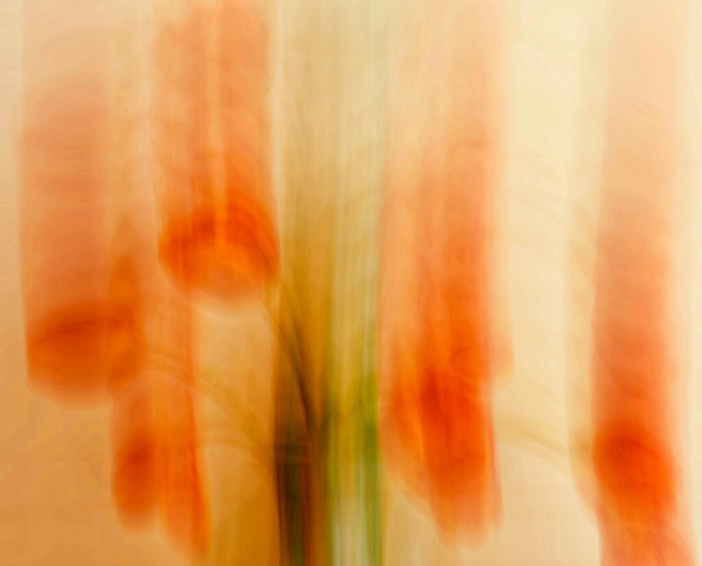 Tulips by ikik