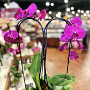 15th Apr 2026 - Double Orchids