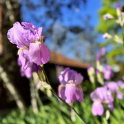 17th Apr 2026 - The First Irises Of The Season