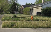 17th Apr 2026 - Dandelion nightmare