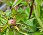 18th Apr 2026 - Peony Ant