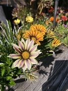 18th Apr 2026 - Gazanias