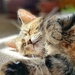 Sunbathing 