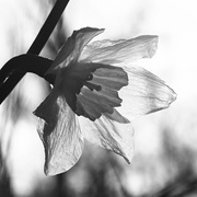 19th Apr 2026 - Being Light