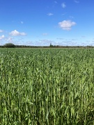 19th Apr 2026 - Wide open skies of Cambridgeshire