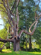 19th Apr 2026 - Gnarly Tree