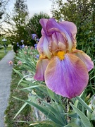 19th Apr 2026 - Iris Along the Walk