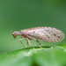 Brown Lacewings