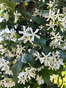 19th Apr 2026 - Star Jasmine 