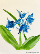 20th Apr 2026 - Bluebells (acrylic painting)