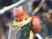 20th Apr 2026 - Wood Ears - Always Listening