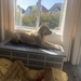 Sphinx impression