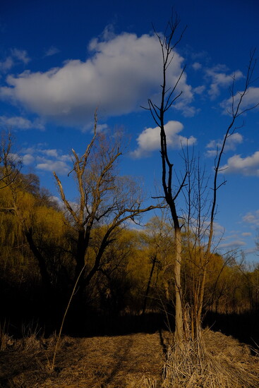 Flipped shadows  by tocvo