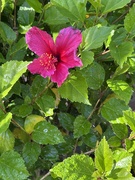 20th Apr 2026 - Hibiscus