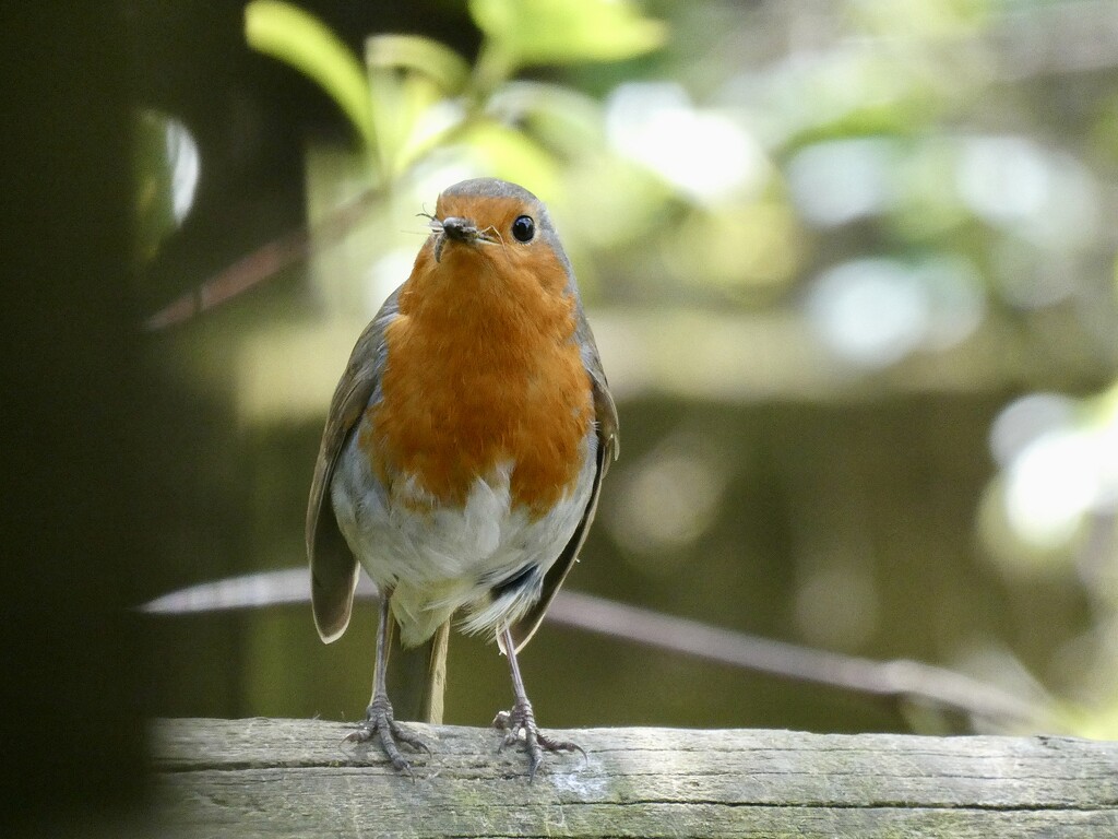 Robin with his mouth full. by orchid99