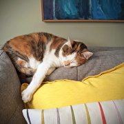 18th Apr 2026 - Sleeping Pearl