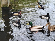 21st Apr 2026 - Duck Party