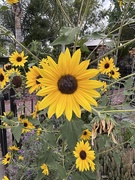 21st Apr 2026 - Sunflower