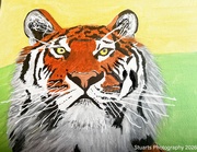 22nd Apr 2026 - The tiger (acrylic painting)