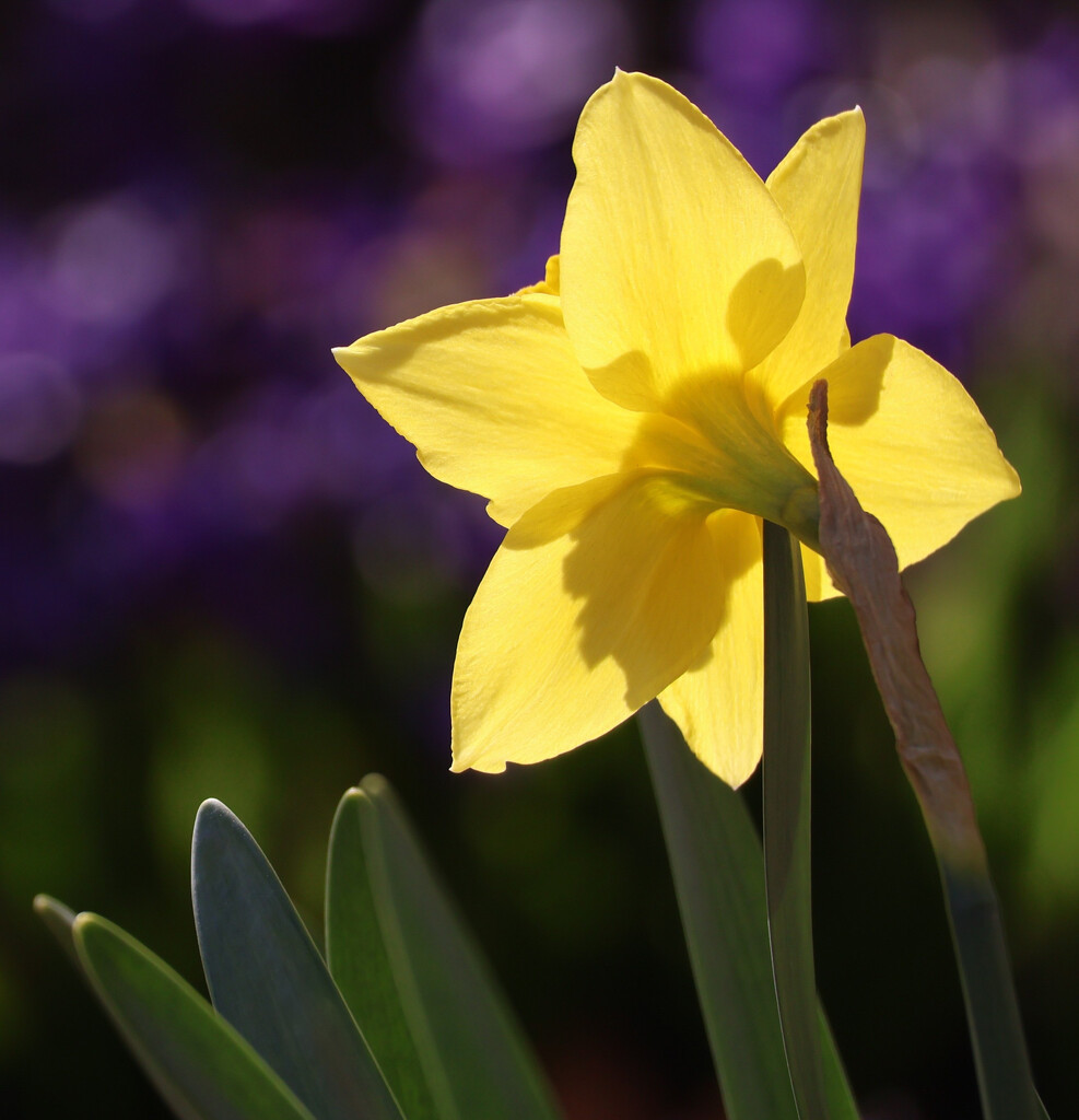 Classic Spring by 365projectorgheatherb