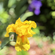 22nd Apr 2026 - One Yellow Iris