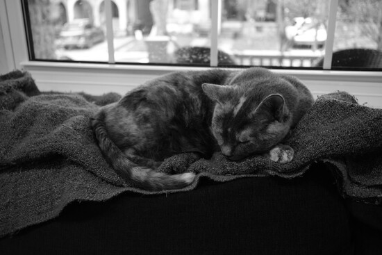 Cat again by tocvo