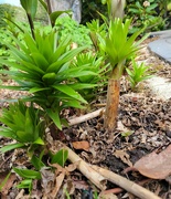 22nd Apr 2026 - Surprise Growth