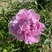 22nd Apr 2026 - Peony