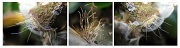9th Feb 2011 - Christmas Cactus Roots (Triptych)
