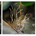 Christmas Cactus Roots (Triptych) by itsonlyart
