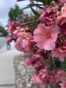22nd Apr 2026 - Oleander