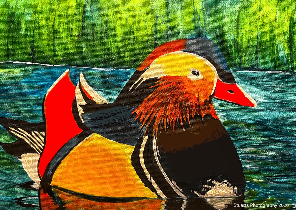 Mandarin duck (acrylic painting) by stuart46