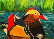23rd Apr 2026 - Mandarin duck (acrylic painting)