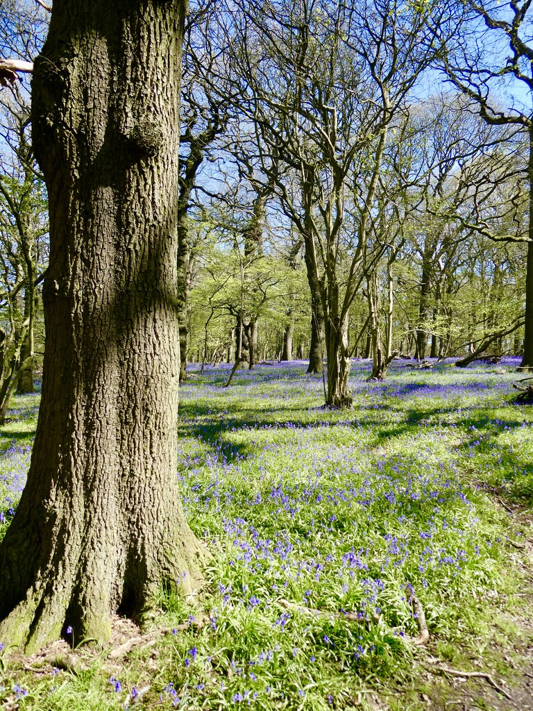 Bluebell time by orchid99