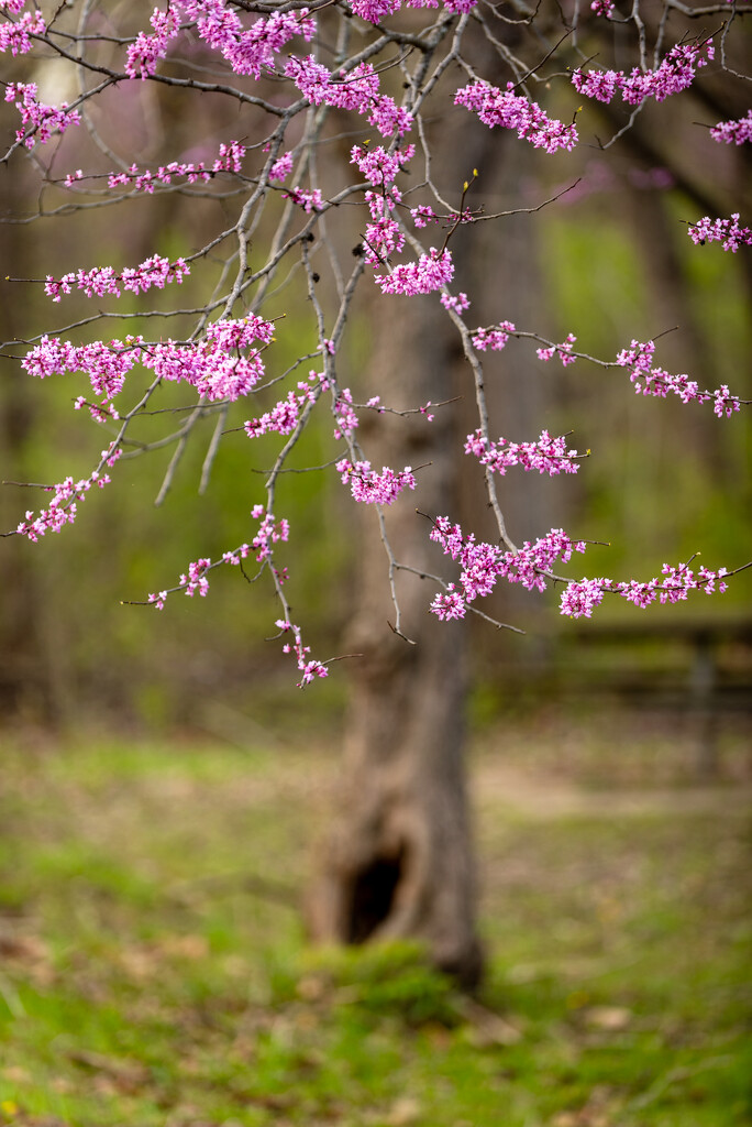 Redbud by jackies365