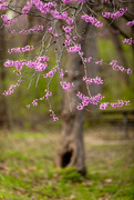 22nd Apr 2026 - Redbud