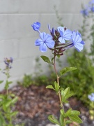 23rd Apr 2026 - Plumbago